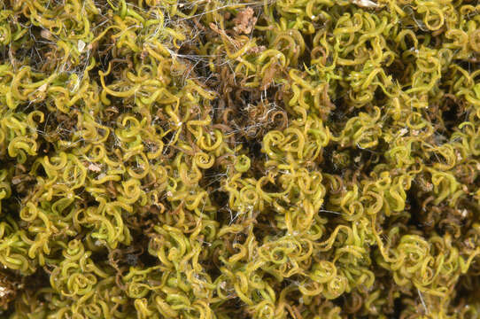 Image of tortured tortella moss