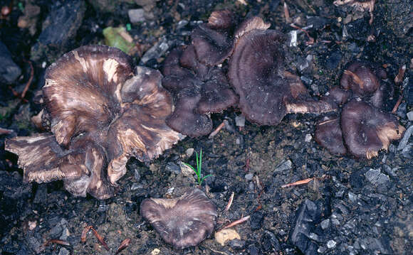 Tephrocybe anthracophila (Lasch) P. D. Orton 1969 resmi