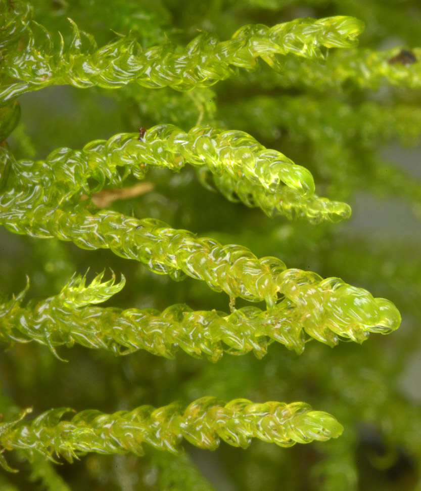 Image of <i>Palustriella <i>commutata</i></i> var. commutata