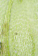 Image of <i>Palustriella <i>commutata</i></i> var. commutata