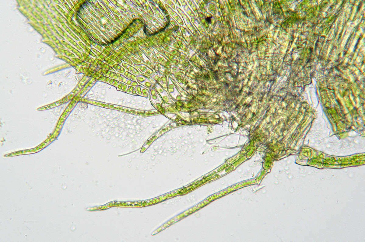 Image of <i>Palustriella <i>commutata</i></i> var. commutata