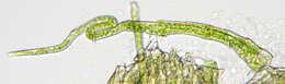 Image of <i>Palustriella <i>commutata</i></i> var. commutata