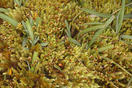 Image of fountain apple-moss