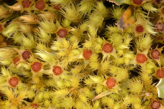 Image of fountain apple-moss