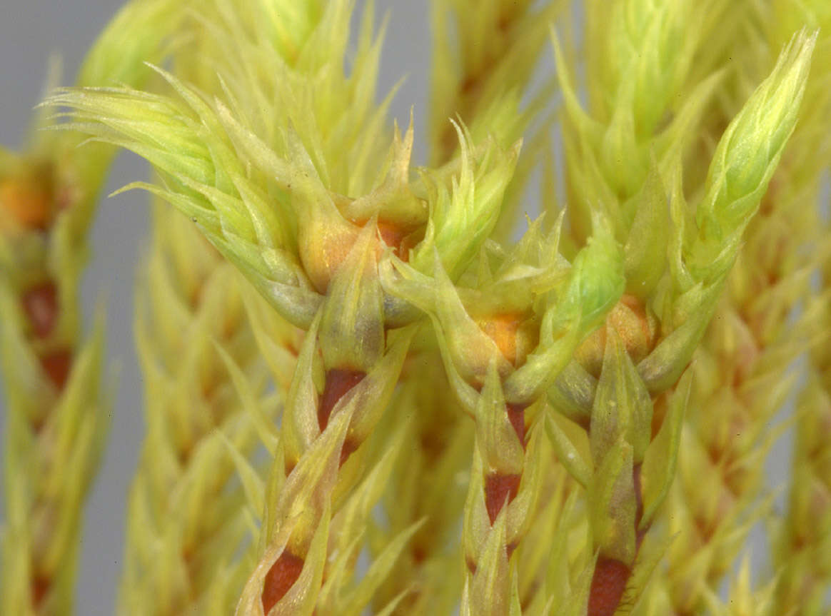 Image of fountain apple-moss