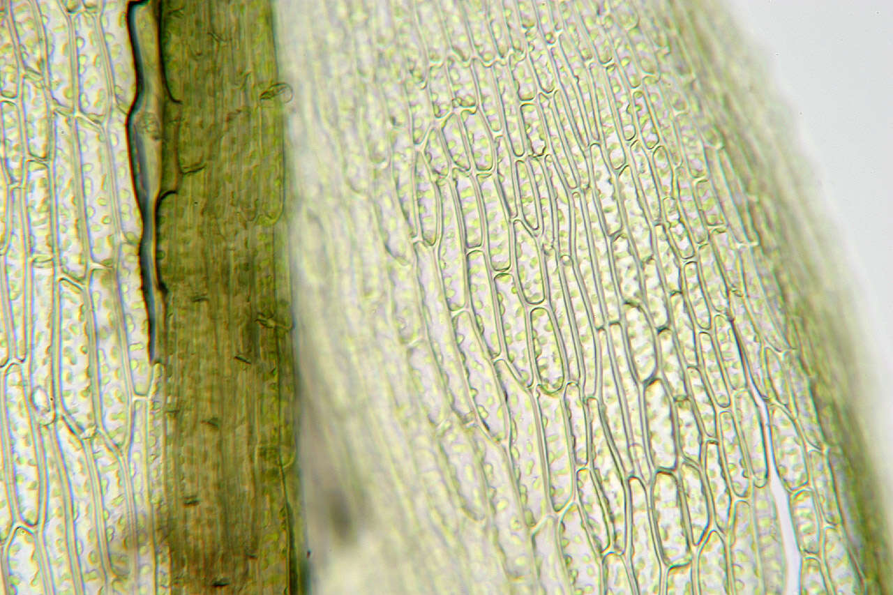 Image of fountain apple-moss