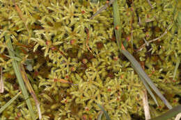 Image of fountain apple-moss