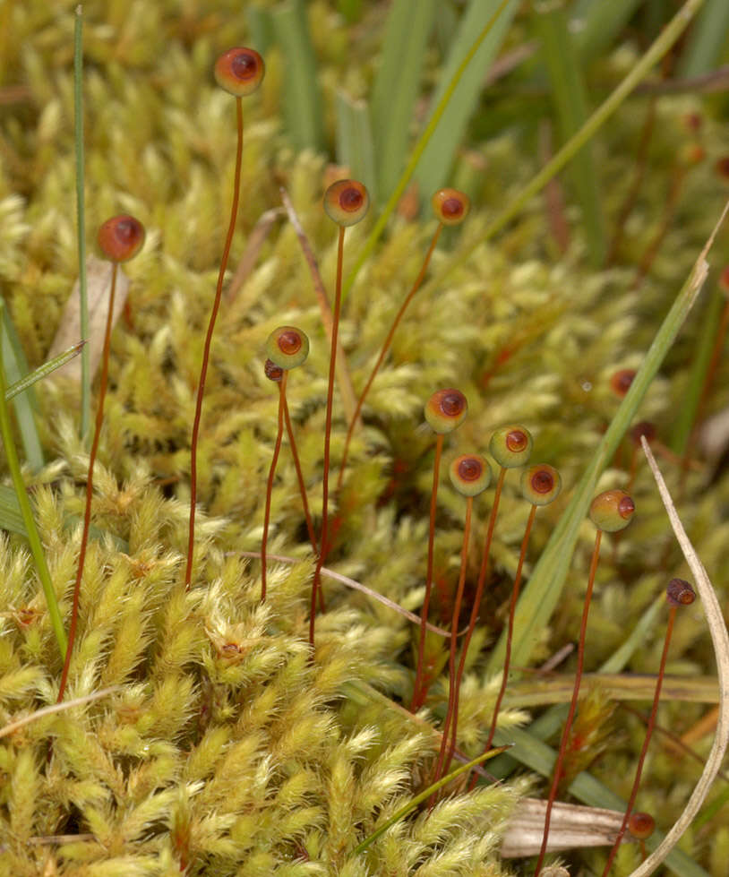 Image of fountain apple-moss