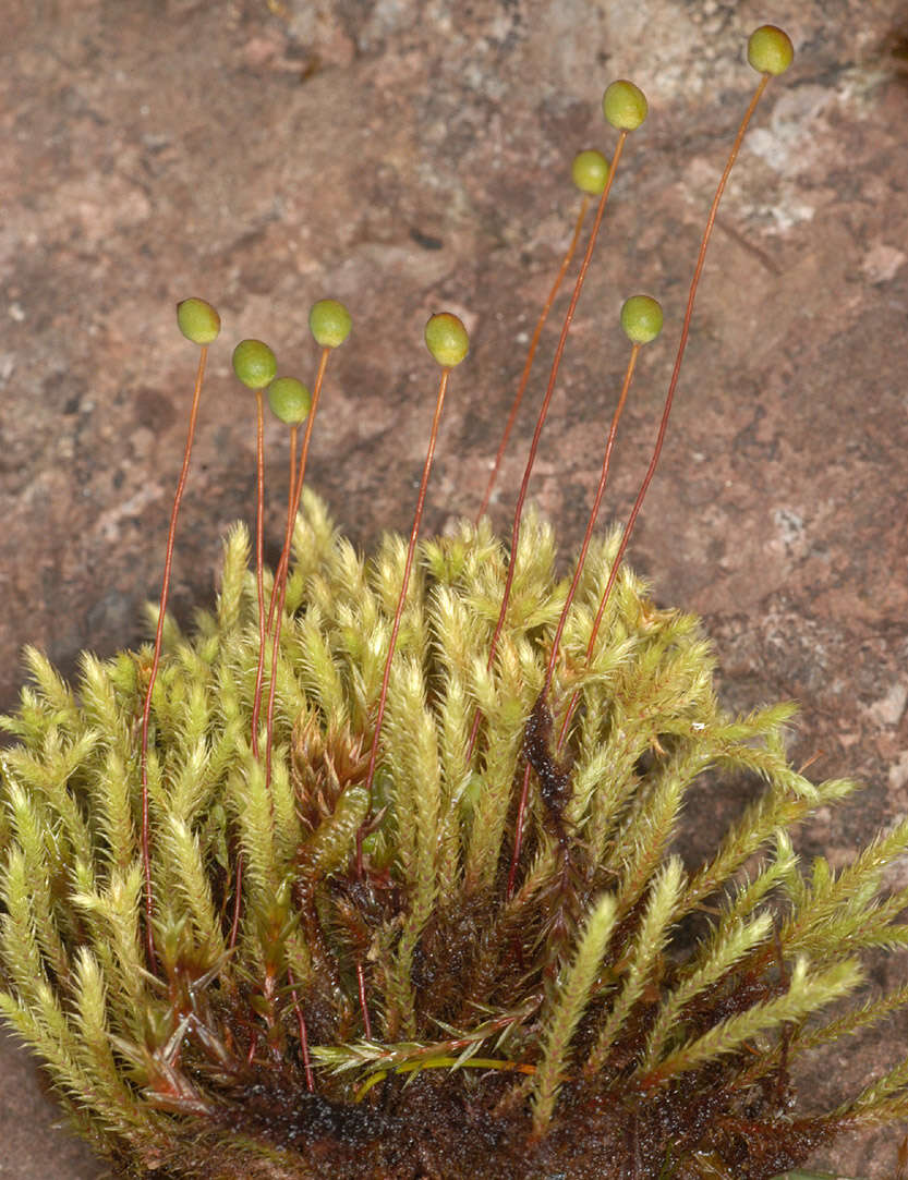 Image of fountain apple-moss