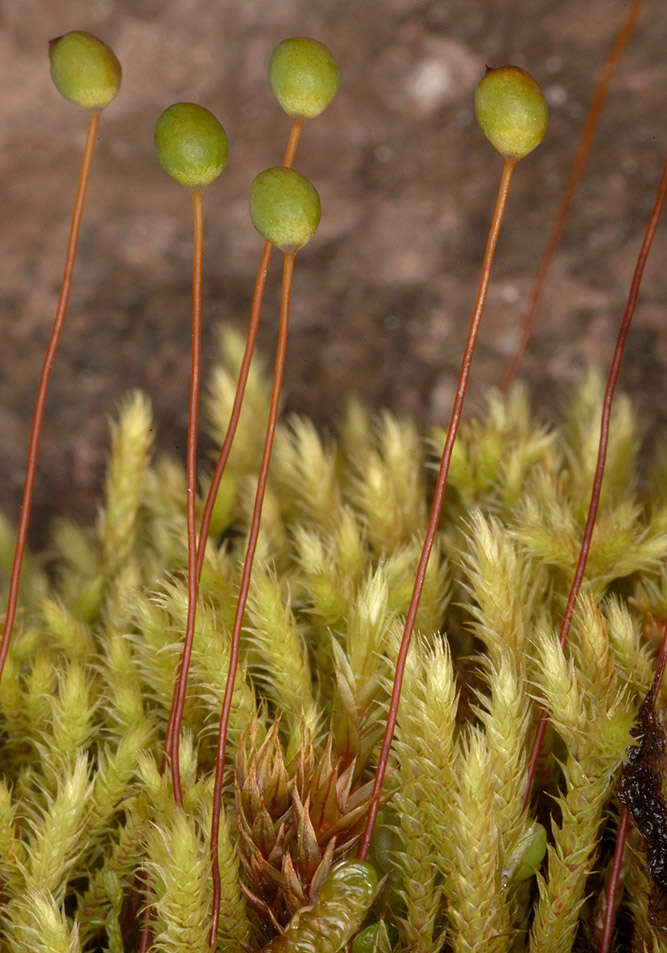 Image of fountain apple-moss