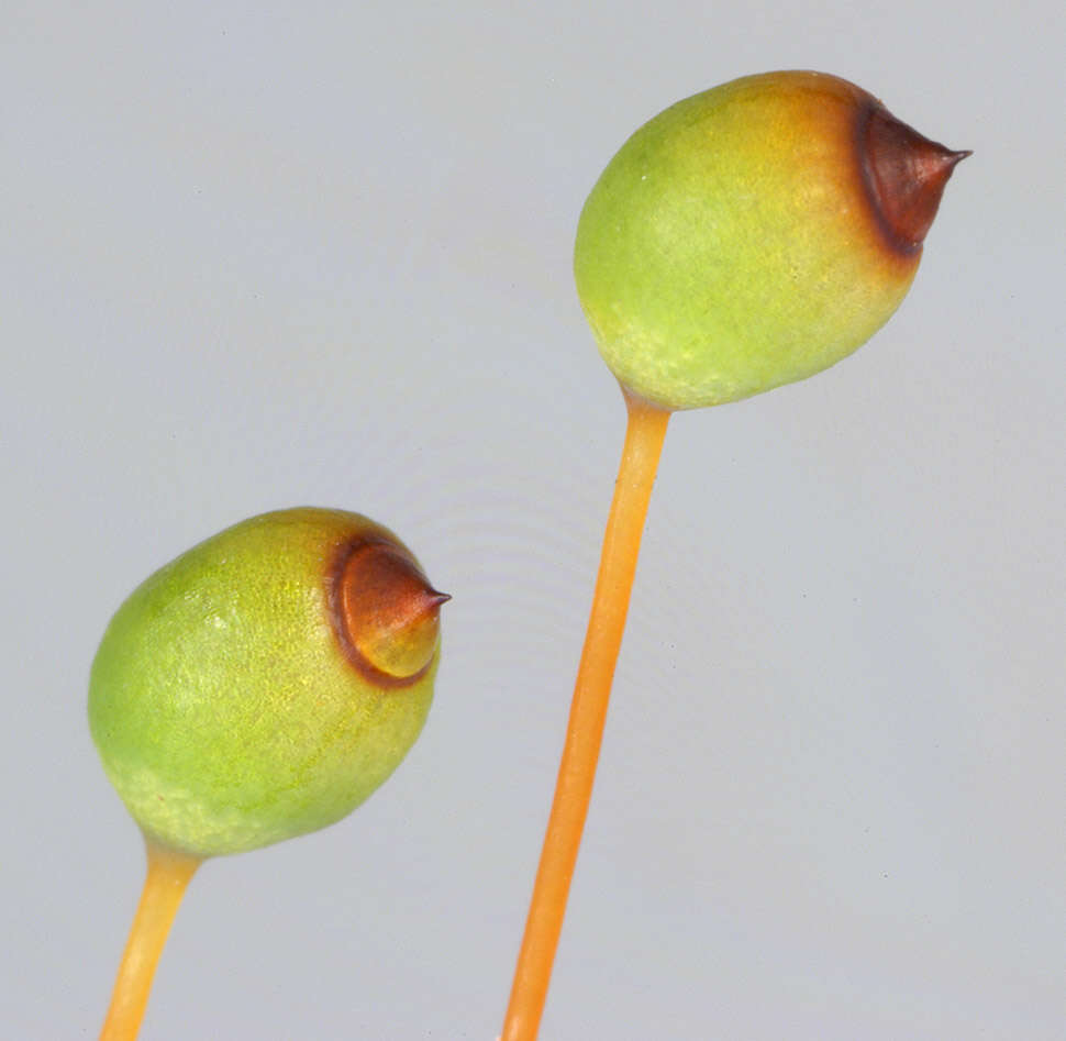 Image of fountain apple-moss