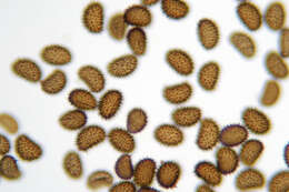 Imagem de Cystopteris fragilis (L.) Bernh.