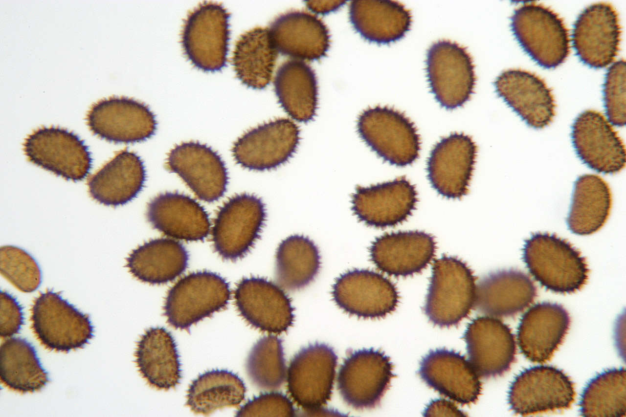 Imagem de Cystopteris fragilis (L.) Bernh.