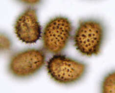 Imagem de Cystopteris fragilis (L.) Bernh.