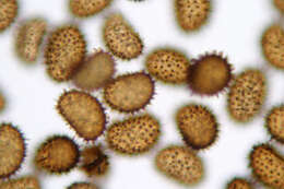 Imagem de Cystopteris fragilis (L.) Bernh.