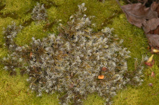 Image of racomitrium moss