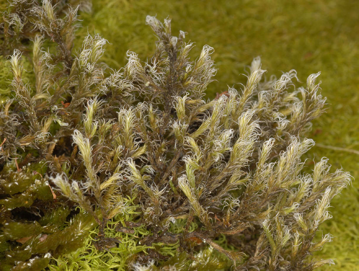 Image of racomitrium moss