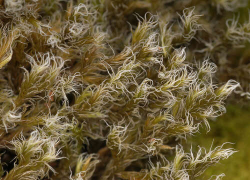 Image of racomitrium moss