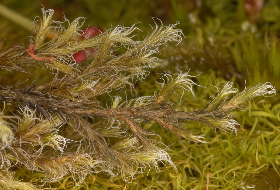 Image of racomitrium moss