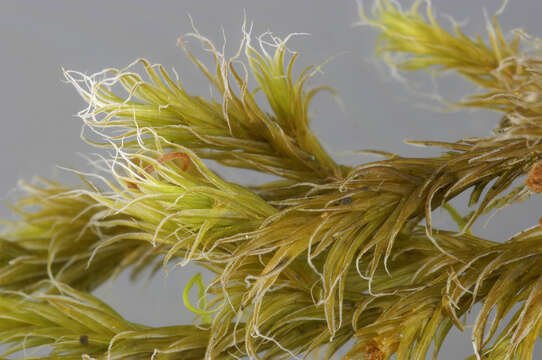 Image of racomitrium moss