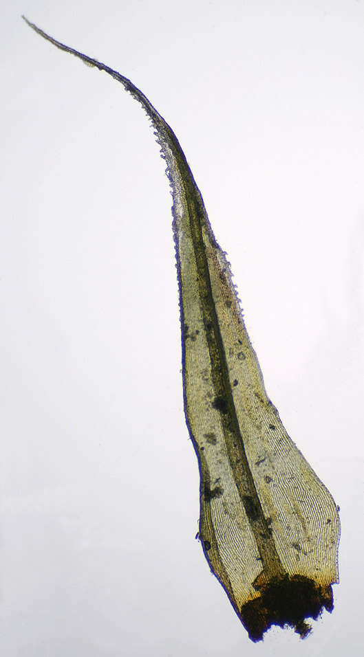 Image of racomitrium moss