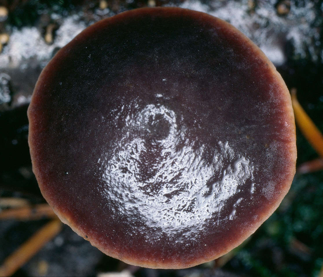 Image of Macrocystidia cucumis (Pers.) Joss. 1934