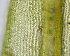 Image of racomitrium moss