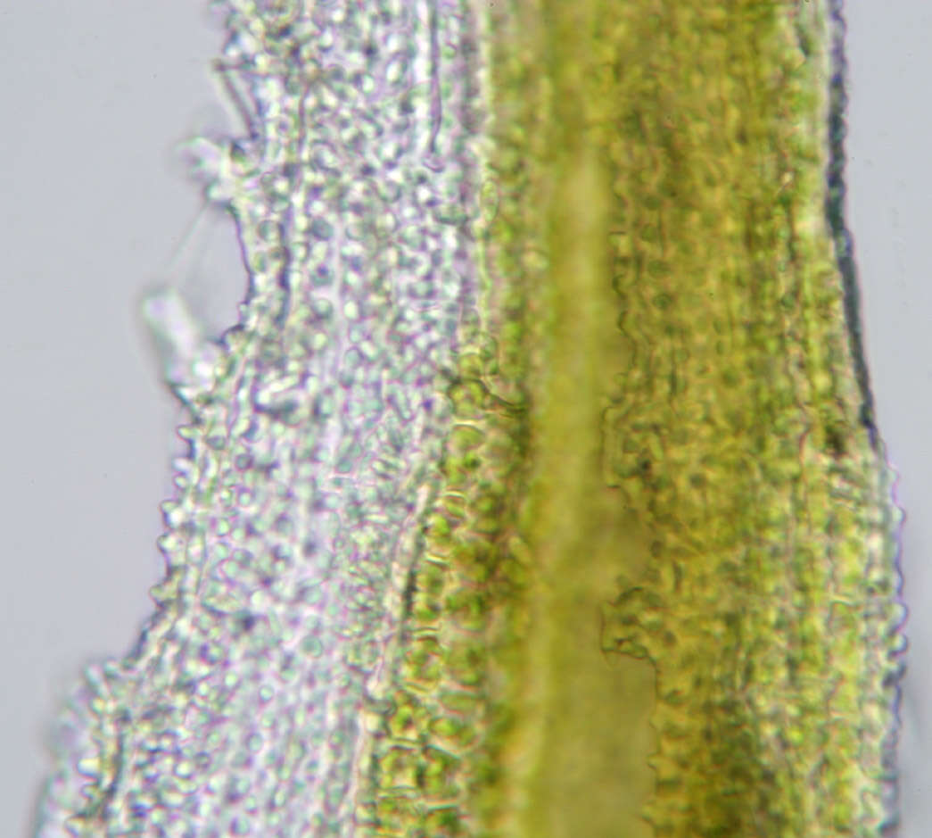 Image of racomitrium moss