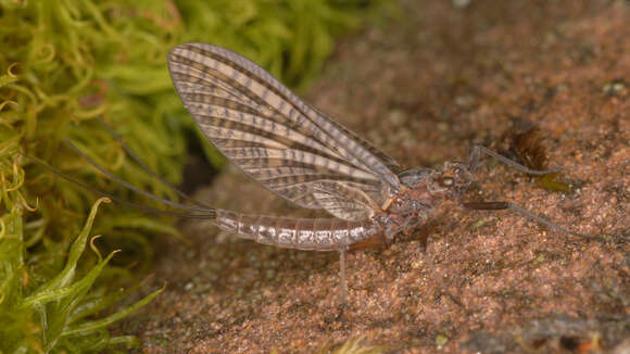 Image of Paraleptophlebia submarginata (Stephens 1835)