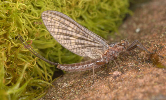 Image of Paraleptophlebia submarginata (Stephens 1835)