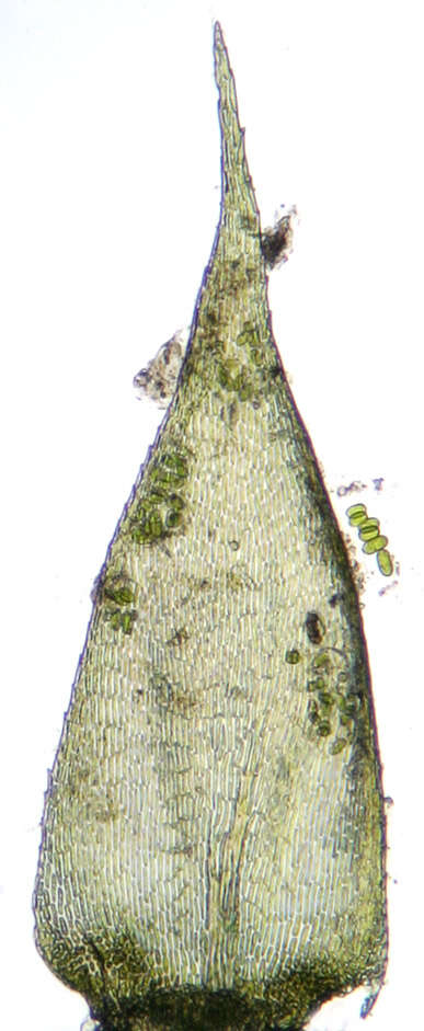 <i>Isothecium <i>myosuroides</i></i> subsp. myosuroides的圖片