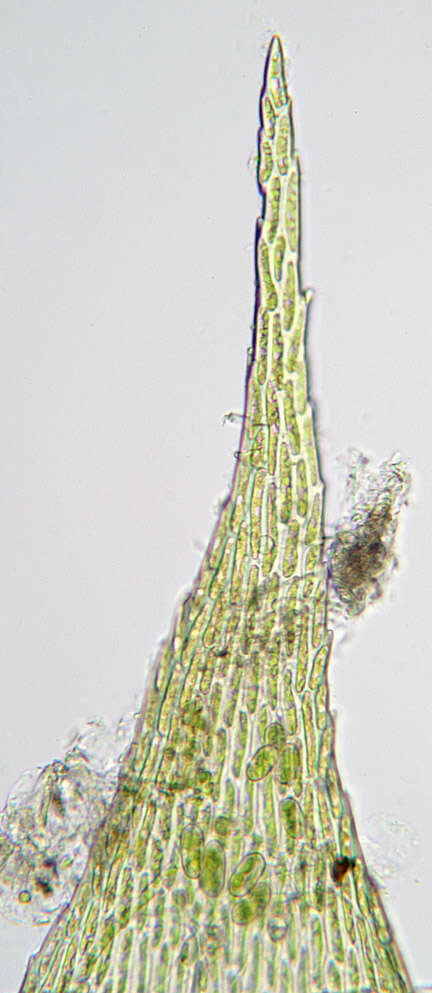 Image of <i>Isothecium <i>myosuroides</i></i> subsp. myosuroides