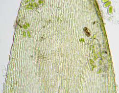 Слика од <i>Isothecium <i>myosuroides</i></i> subsp. myosuroides