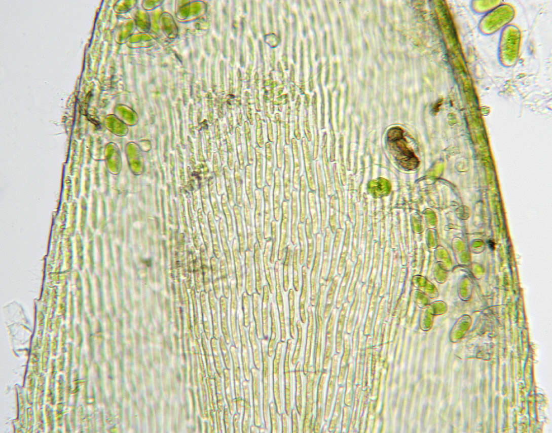 Слика од <i>Isothecium <i>myosuroides</i></i> subsp. myosuroides