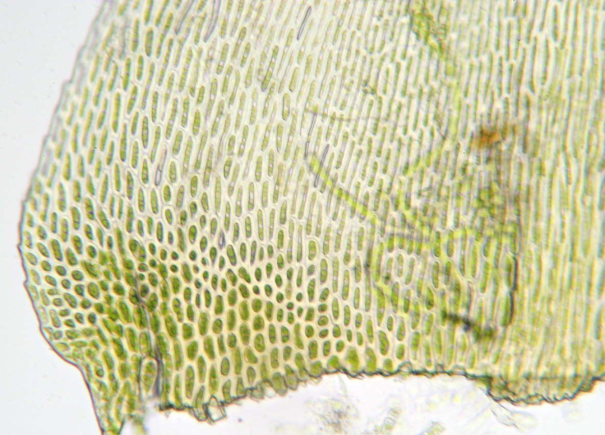Image of <i>Isothecium <i>myosuroides</i></i> subsp. myosuroides