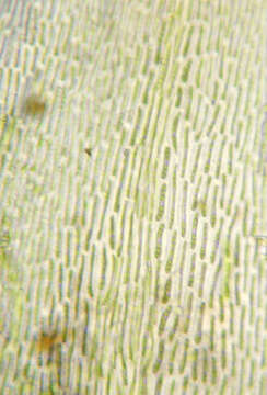 Слика од <i>Isothecium <i>myosuroides</i></i> subsp. myosuroides