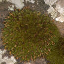 Image of Ptychomitrium polyphyllum Bruch & W. P. Schimper 1837