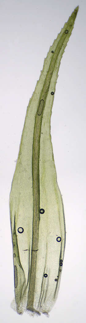 Image of Ptychomitrium polyphyllum Bruch & W. P. Schimper 1837