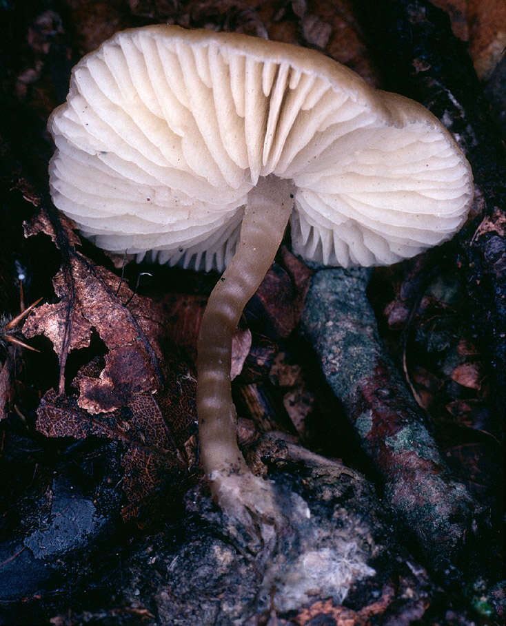 Image of Tephrocybe ellisii P. D. Orton 1988