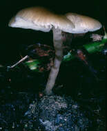 Tephrocybe ellisii P. D. Orton 1988 resmi