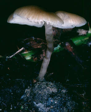 Image of Tephrocybe ellisii P. D. Orton 1988