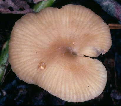 Image of Tephrocybe ellisii P. D. Orton 1988