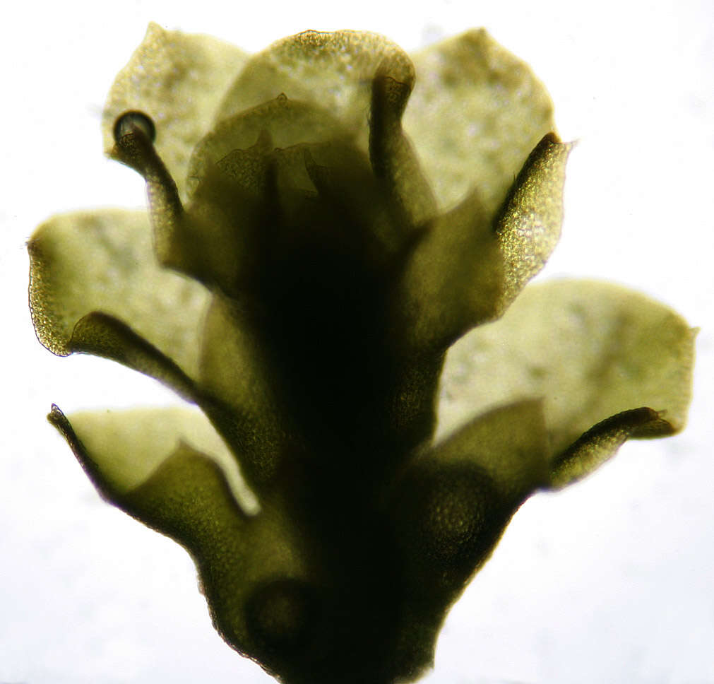 Image of Trilophozia (R. M. Schust.) Bakalin