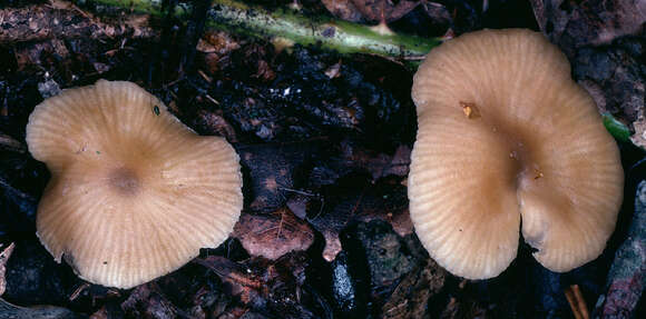 Tephrocybe ellisii P. D. Orton 1988 resmi