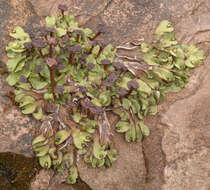 Image of Marchantia quadrata Scop.