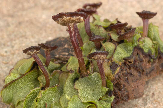 Image of Marchantia quadrata Scop.