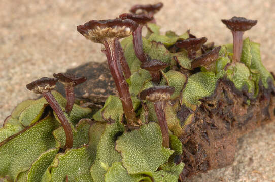 Image of Marchantia quadrata Scop.