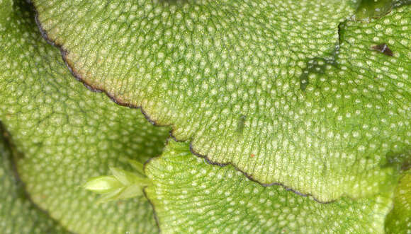 Image of Marchantia quadrata Scop.