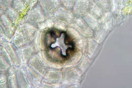 Image of Marchantia quadrata Scop.
