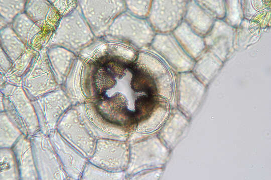 Image of Marchantia quadrata Scop.